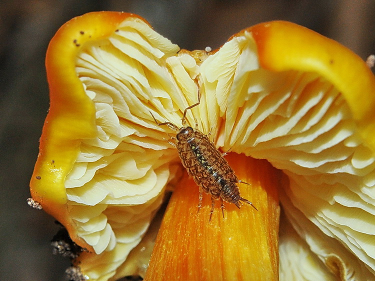 Isopoda micofago
